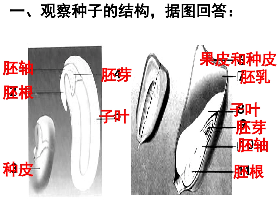 第一章第二节种子植物_第2页