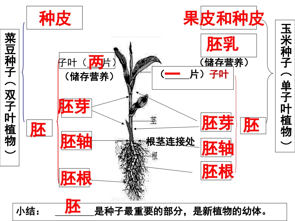 第一章第二节种子植物_第3页