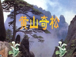 周思凝《黄山奇松》课件