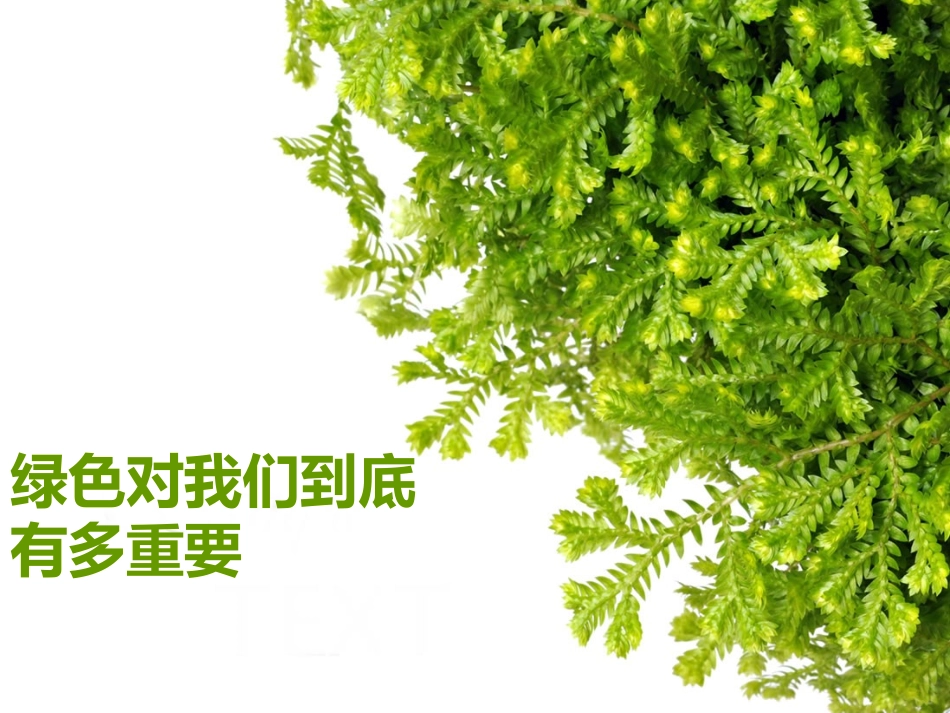思品课——6花草树木点头笑_第1页