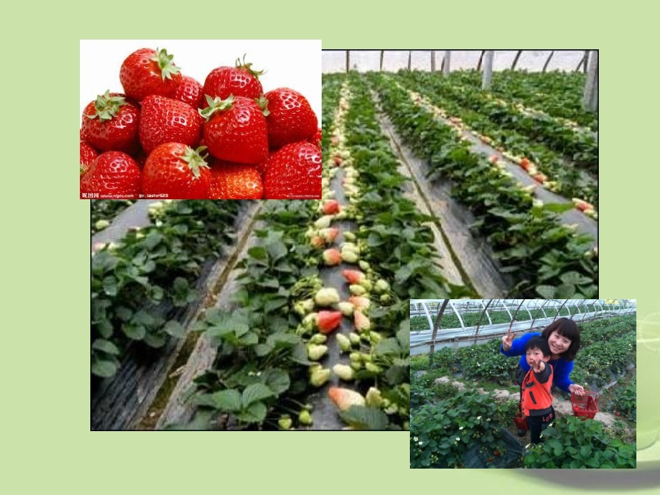 浙江省温州市2013中考科学复习-植物新陈代谢课件-浙教版_第2页