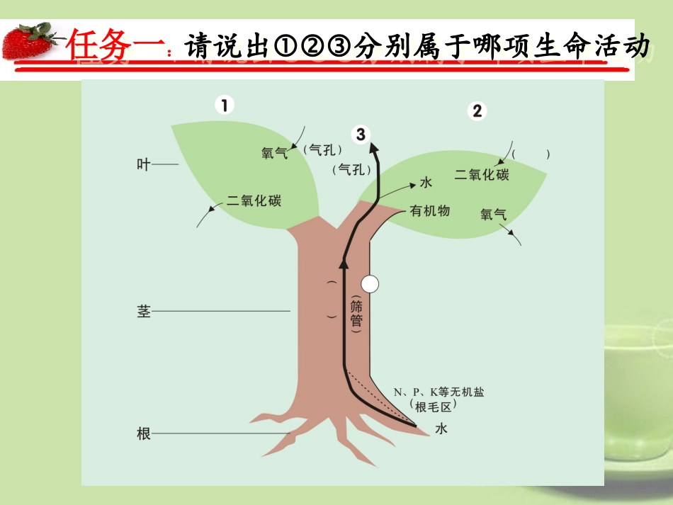 浙江省温州市2013中考科学复习-植物新陈代谢课件-浙教版_第3页