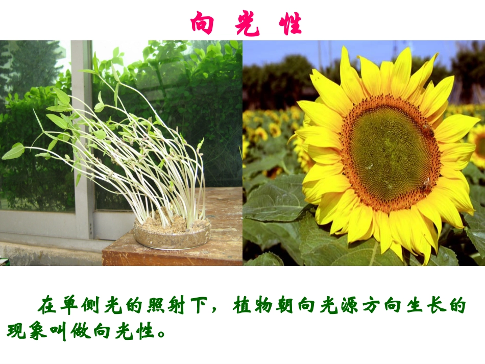 第三章第一节植物生长素的发现_第3页