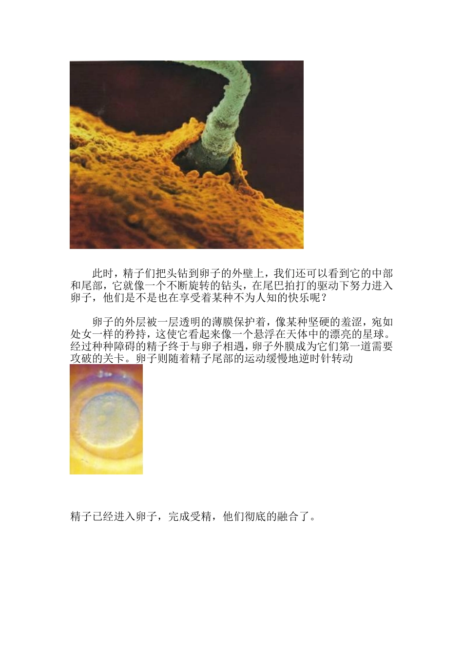 精子及卵子结合到胎儿形成全记录_第2页