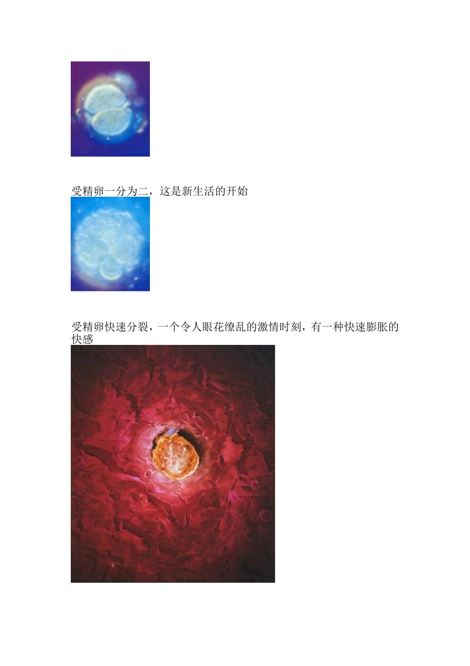 精子及卵子结合到胎儿形成全记录_第3页