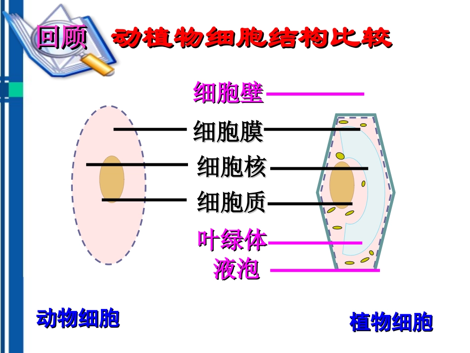 七年级生物上册-第一节细胞的生活需要物质和能量课件-人教新课标版_第2页