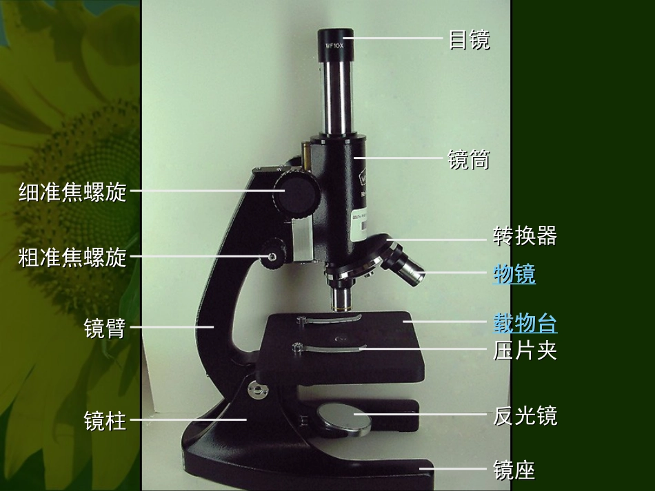 练习使用显微镜1_第2页