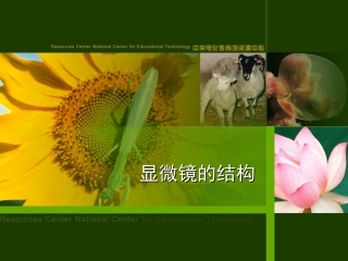练习使用显微镜1