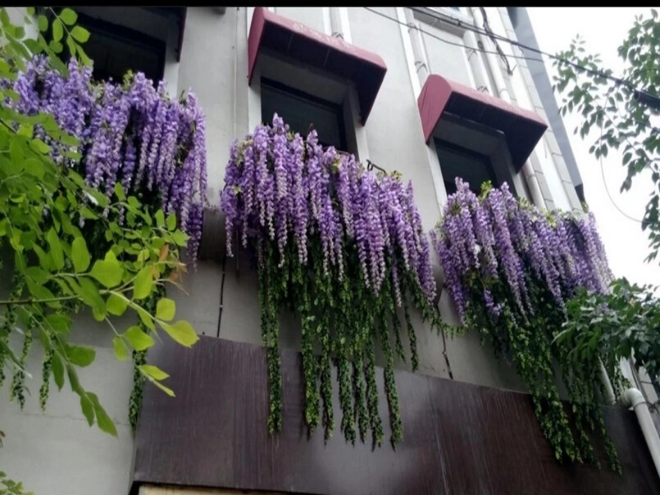 (部编)初中语文人教2011课标版七年级下册《紫藤萝瀑布》-(6)_第2页