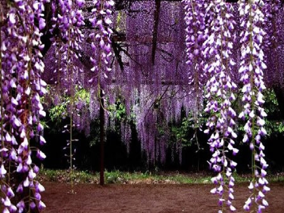 (部编)初中语文人教2011课标版七年级下册《紫藤萝瀑布》-(6)_第3页