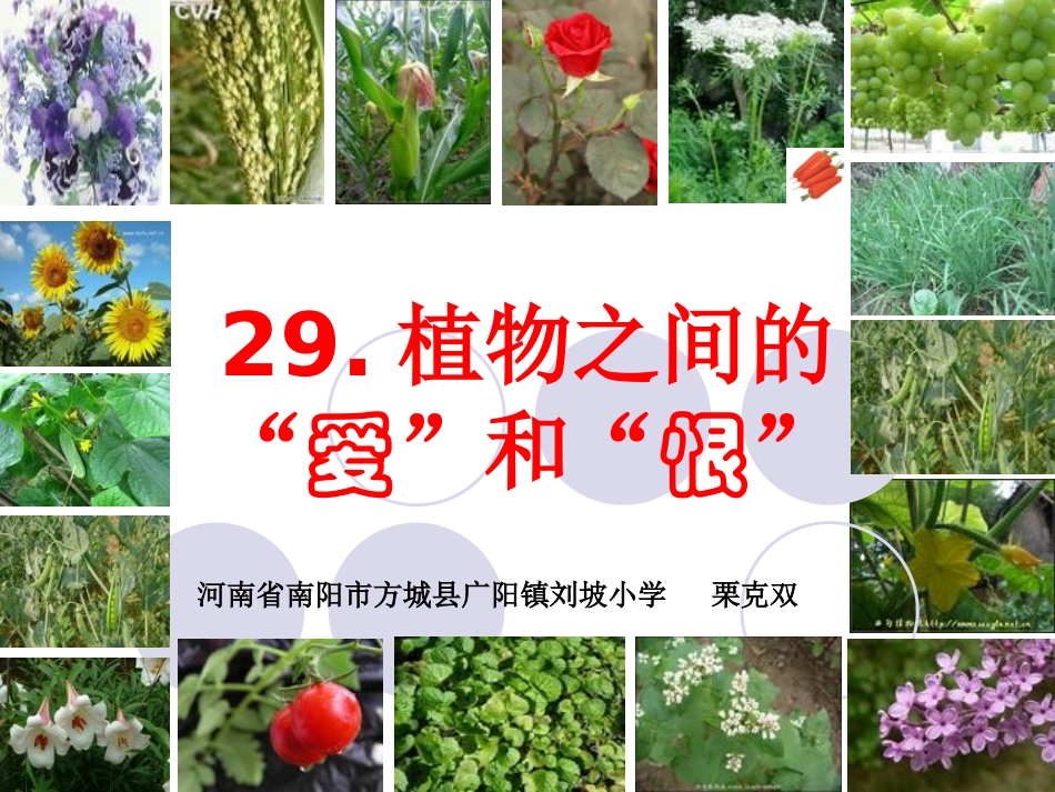 7.植物之间的“爱”和“恨”_第2页