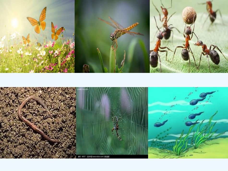 (部编)人教语文2011课标版一年级下册《动物儿歌》ppt-(2)_第1页