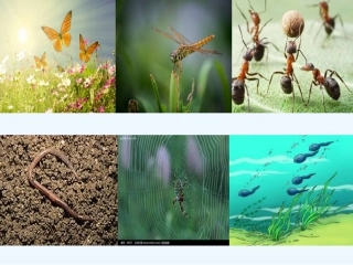 (部编)人教语文2011课标版一年级下册《动物儿歌》ppt-(2)