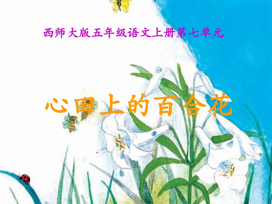 心田上的百合花_第1页