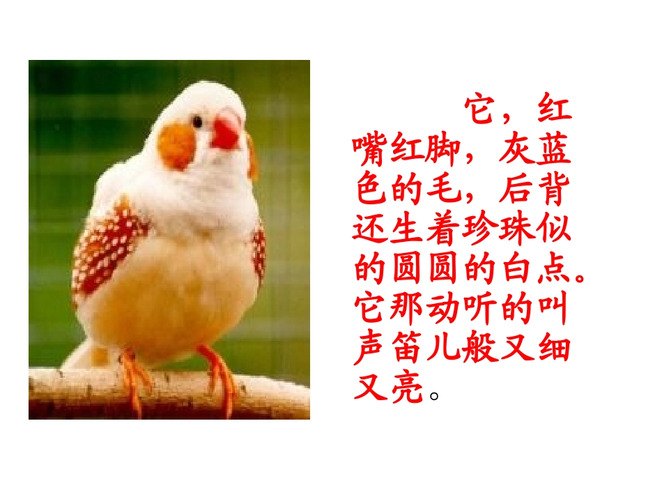 《珍珠鸟》课件_第2页