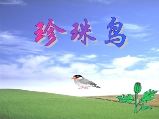 《珍珠鸟》课件