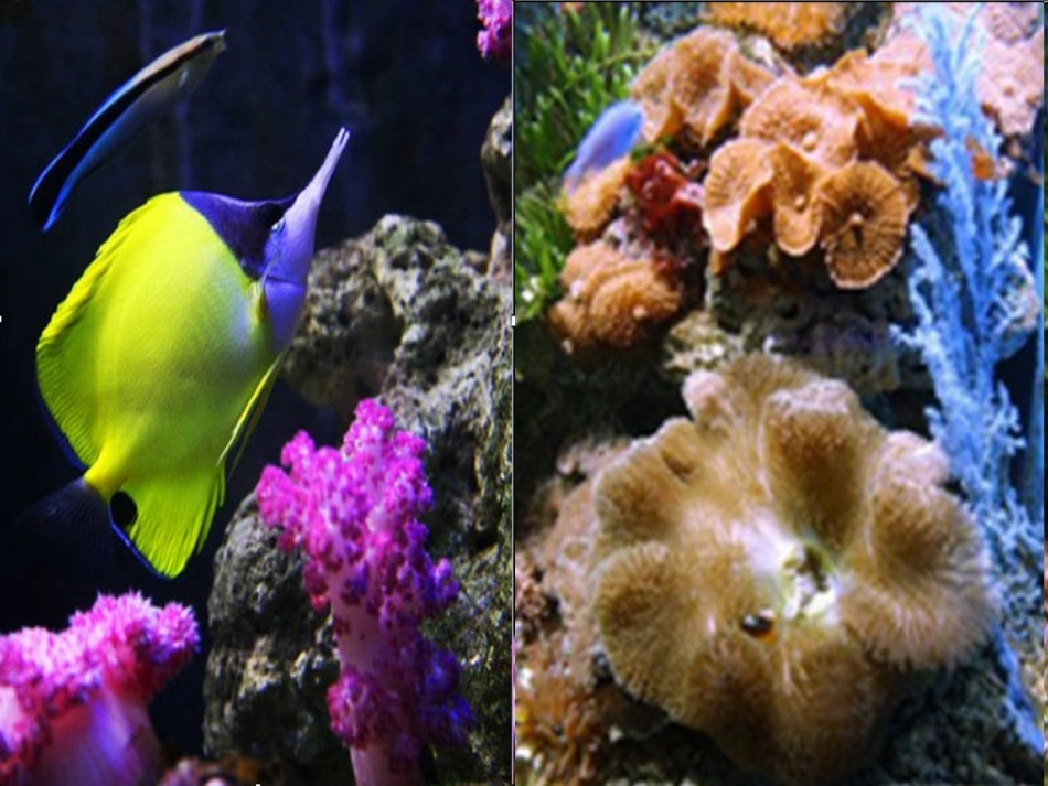 《海底两万里》：快速阅读_第2页