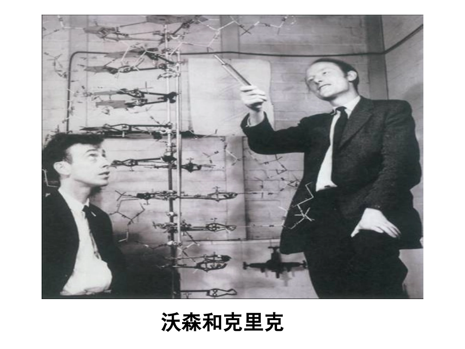 高中生物--第三章-第二节-DNA的分子结构和特点课件浙教版必修2_第3页