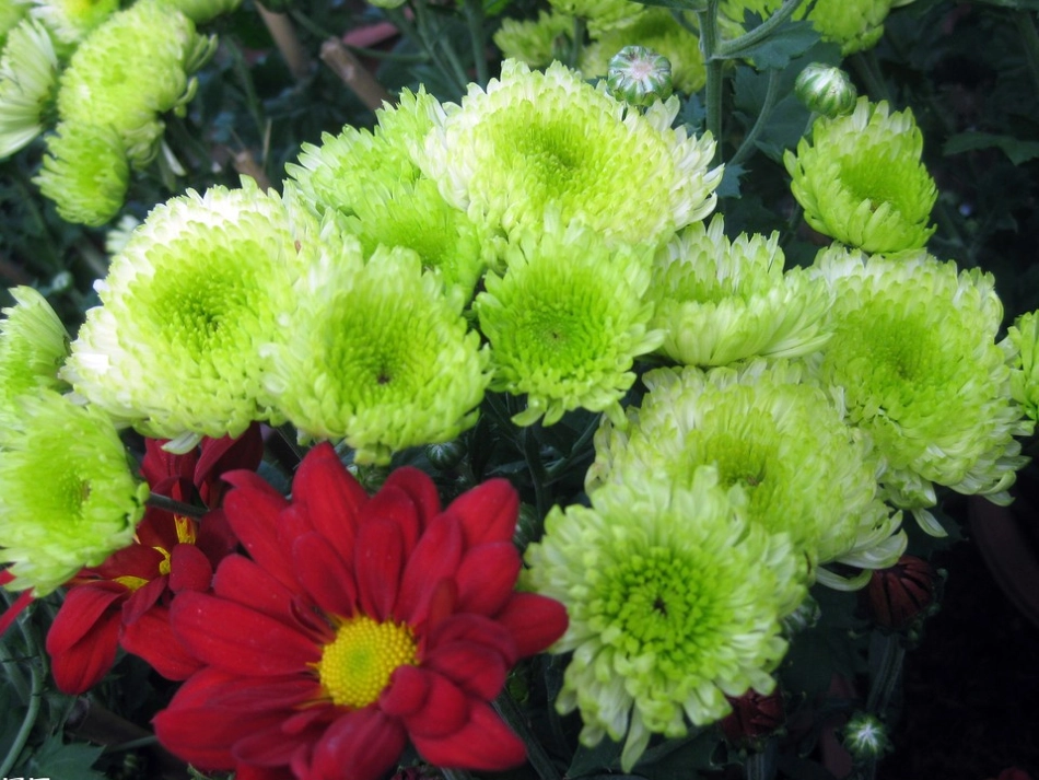 看图写话摘花_第3页