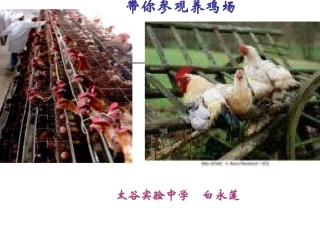 科学·技术·社会-带你参观养鸡场