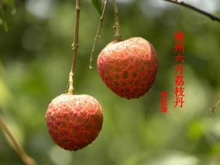 四川省射洪县射洪中学高二语文《南州六月荔枝丹》课件