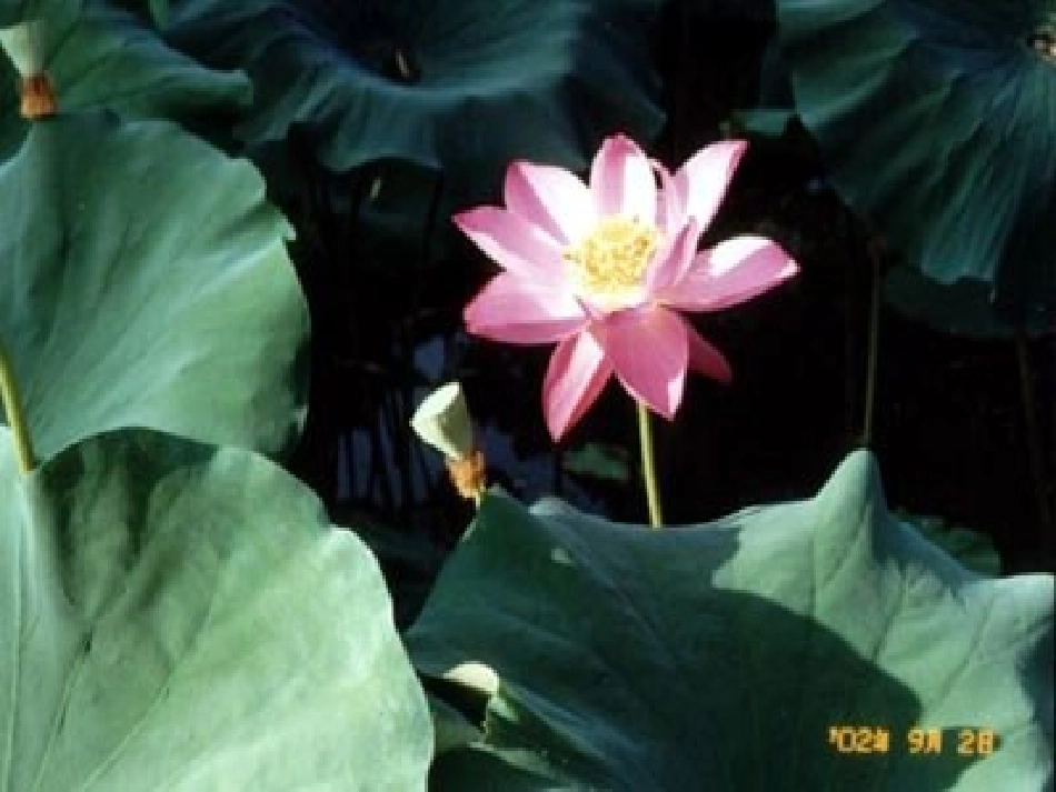 大自然的语言_第2页