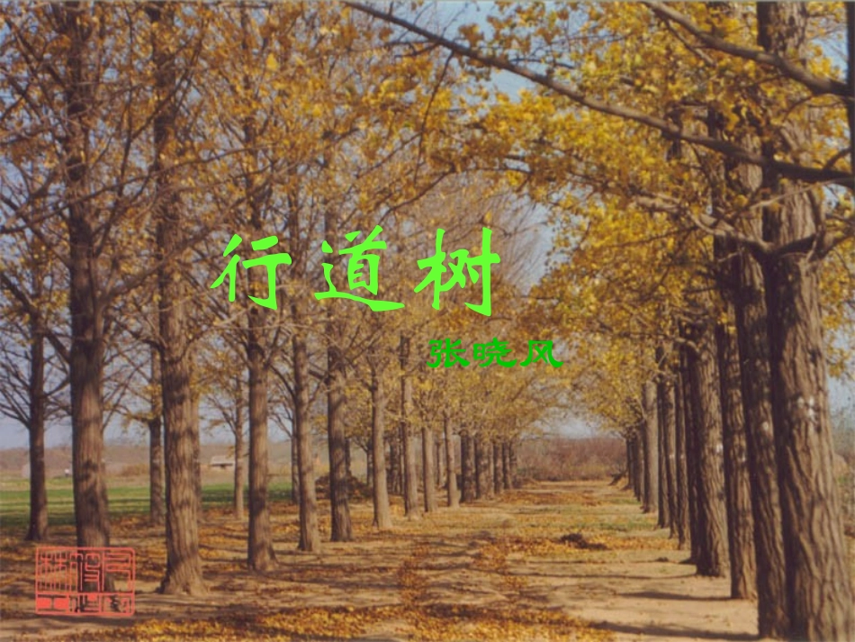 浙江省永嘉县大若岩镇中学七年级语文上册《行道树》课件-新人教版_第2页