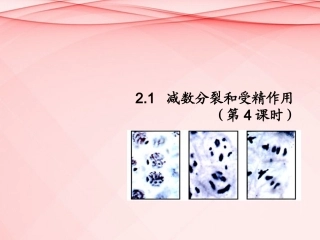 高中生物-2.1-3减数分裂和受精作用课件-新人教版必修2