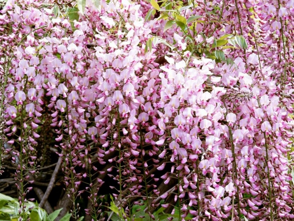 八年级语文下册-《紫藤萝瀑布》课件-苏教版_第2页