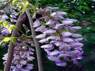 八年级语文下册-《紫藤萝瀑布》课件-苏教版