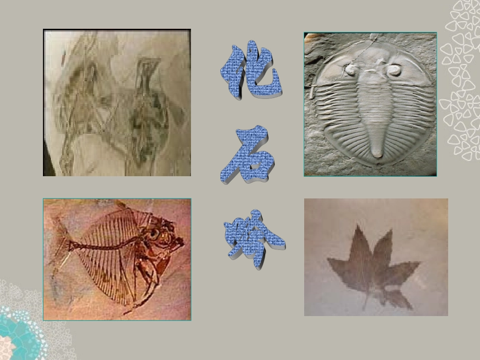云南省祥云县禾甸中学七年级语文《化石吟》课件_第1页