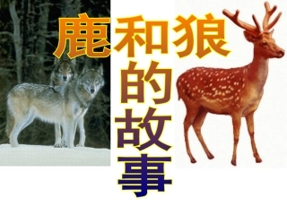 14、鹿和狼的故事-PPT