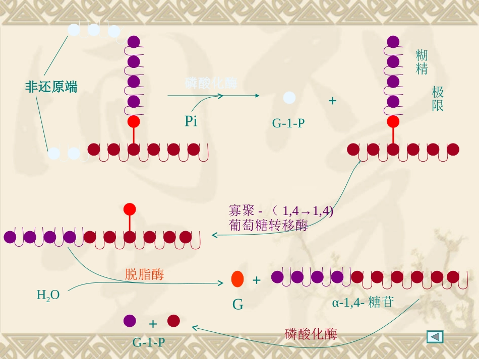 【环境化学】第八章-糖代谢_第3页