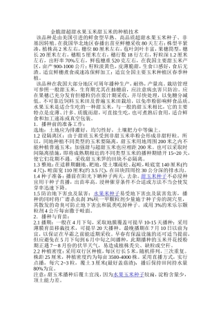 金脆甜超甜水果玉米甜玉米的种植技术