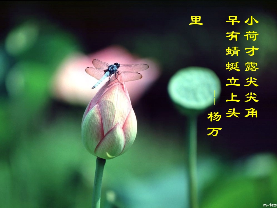 (部编)初中语文人教2011课标版七年级下册《爱莲说》-(2)_第3页