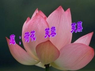 (部编)初中语文人教2011课标版七年级下册《爱莲说》-(2)