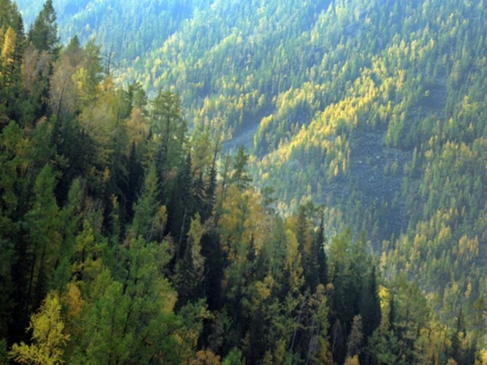 一年级下册语文--森林你好--课件_第2页