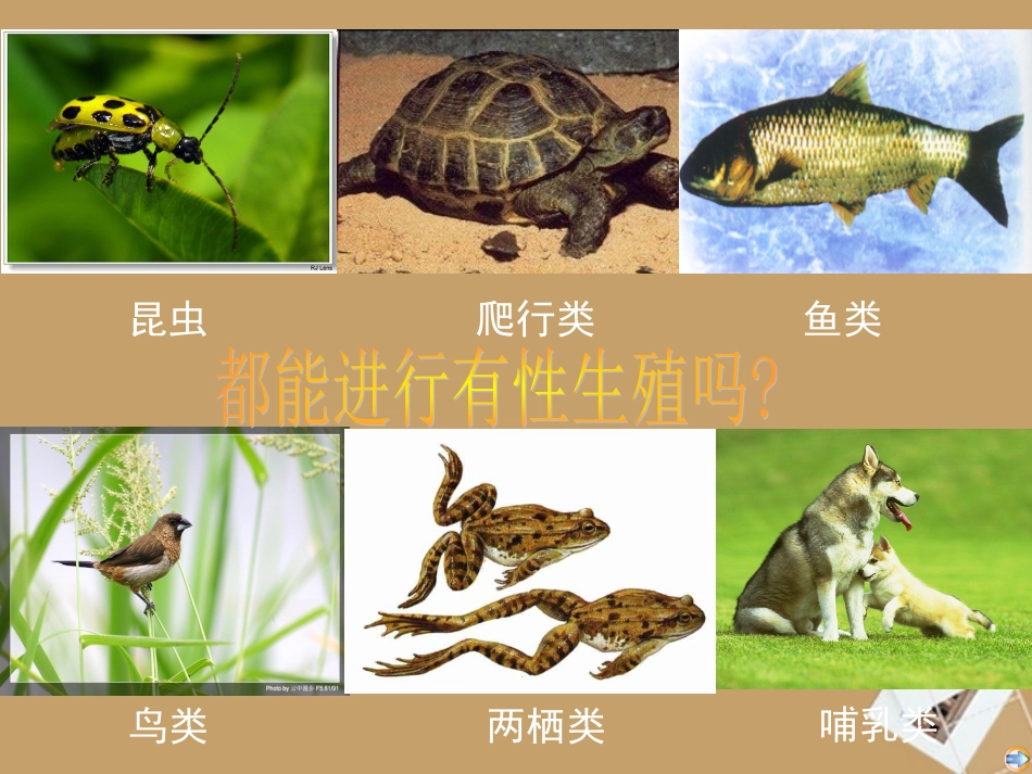 浙江省桐乡三中七年级科学下册《动物新老个体的更替》课件1-浙教版_第3页