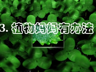 植物妈妈有办法-(2)