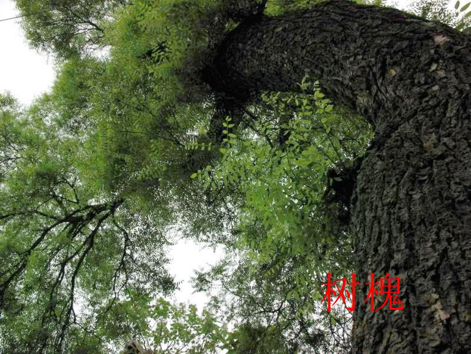 三语上第一单元第四课《槐乡的孩子》课件_第2页