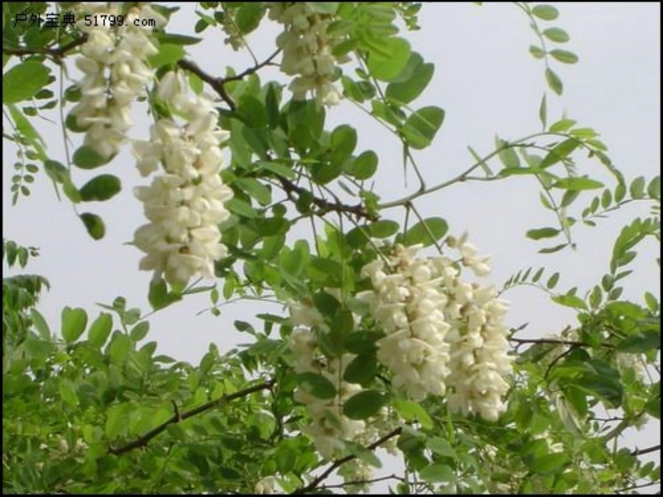 三语上第一单元第四课《槐乡的孩子》课件_第3页