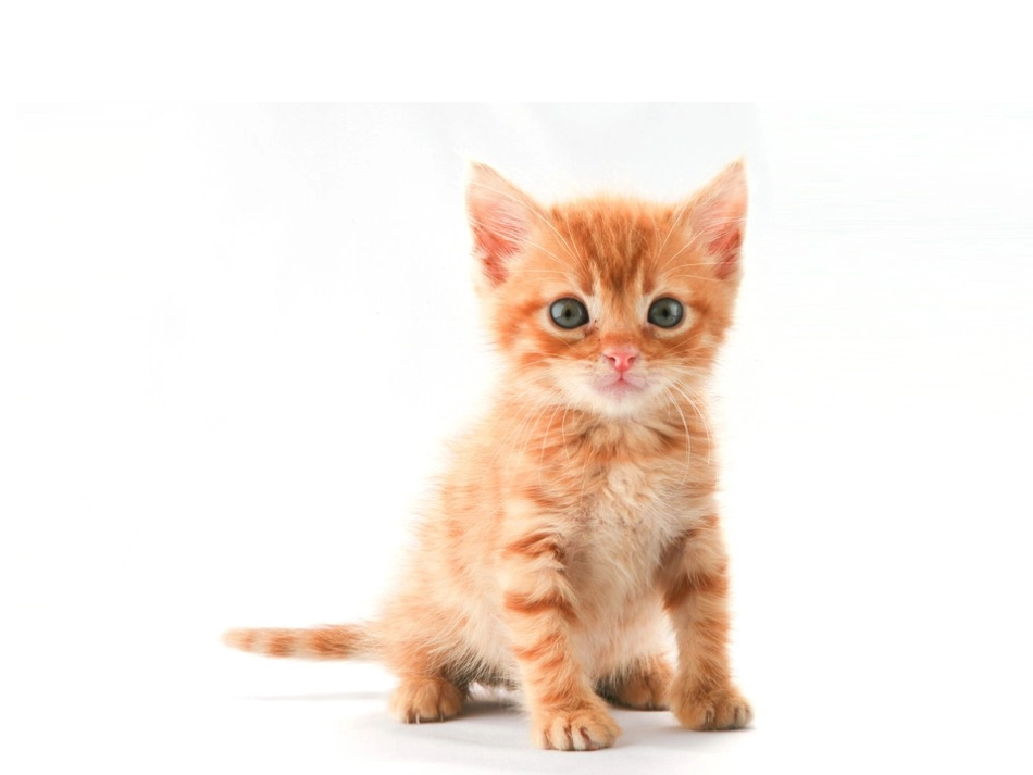 预备班幼儿教育课件_第2页