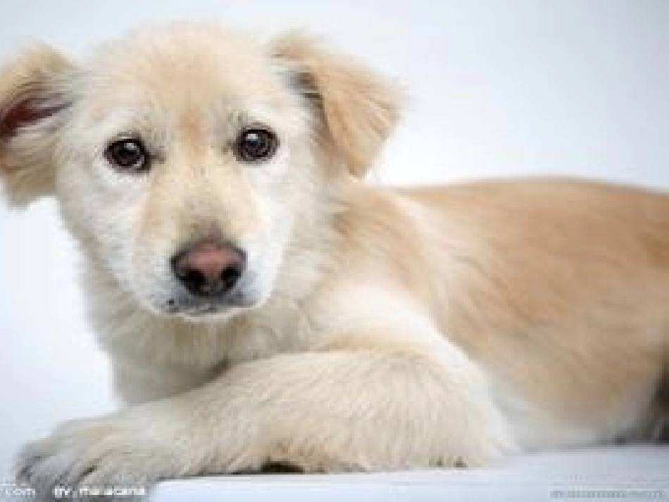 预备班幼儿教育课件_第3页