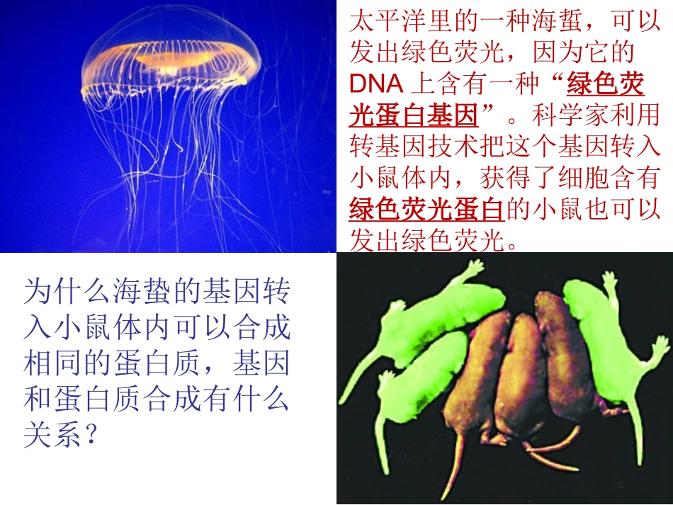 必修二-基因指导蛋白质的合成_第1页