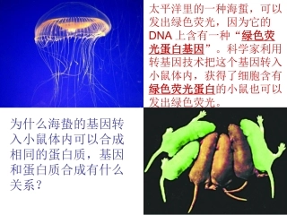 必修二-基因指导蛋白质的合成