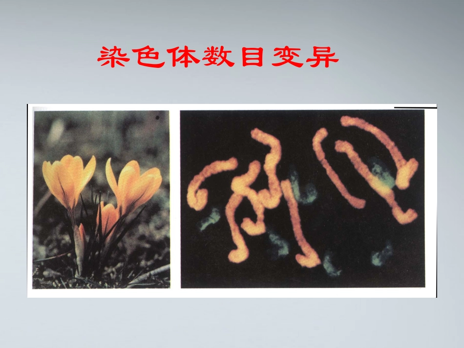 高中生物《染色体数目变异对性状的影响》课件4-中图版必修1_第1页