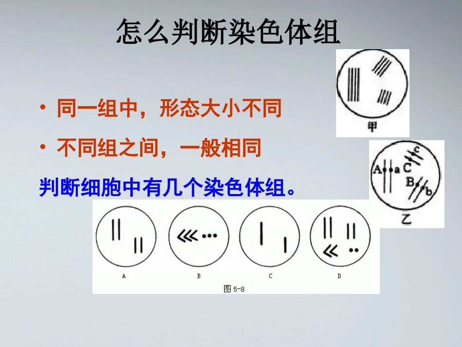 高中生物《染色体数目变异对性状的影响》课件4-中图版必修1_第3页