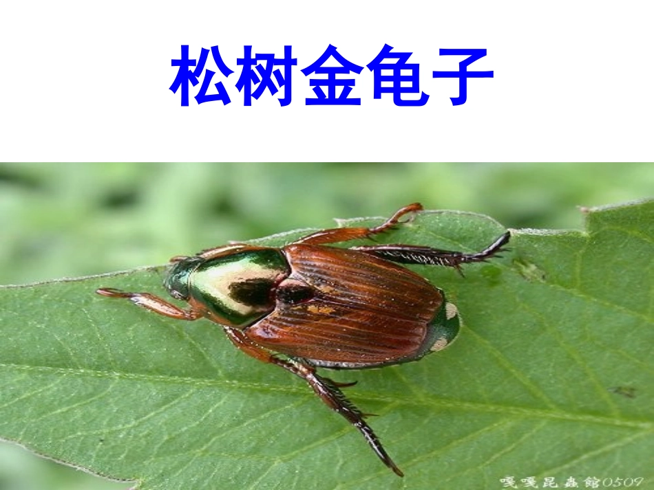 16.松树金龟子_第1页