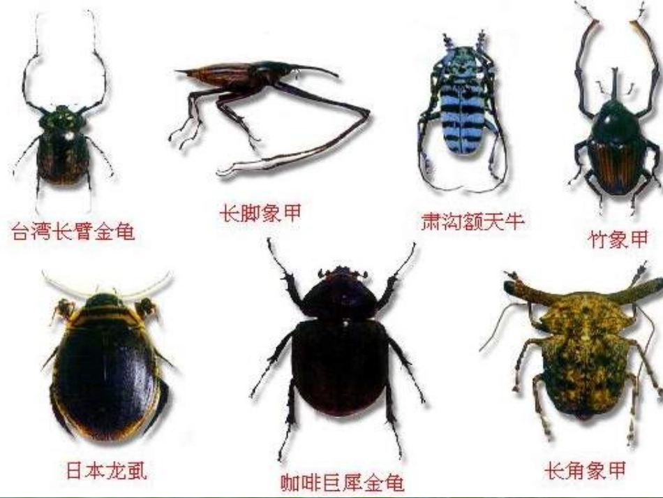 16.松树金龟子_第3页