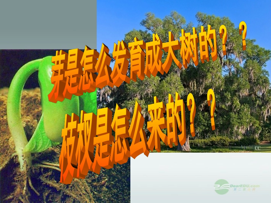 河北省深州市第一中学八年级生物上册《3.3-芽的发育》课件-冀教版_第2页